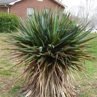 yucca plants