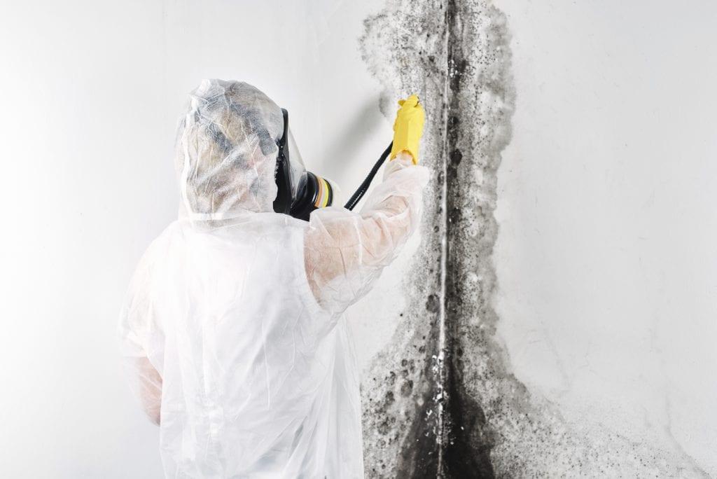 mold remediation 