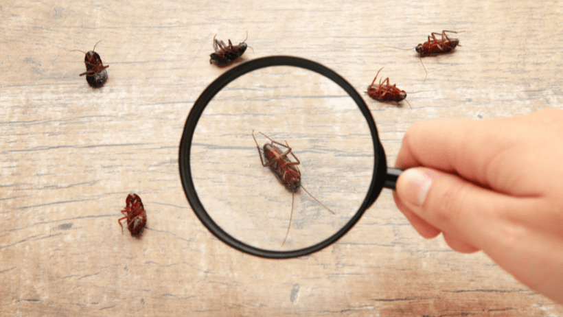 Pest Inspections
